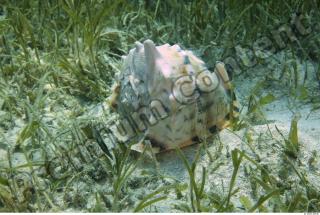 Philippines - Underwater life 0015